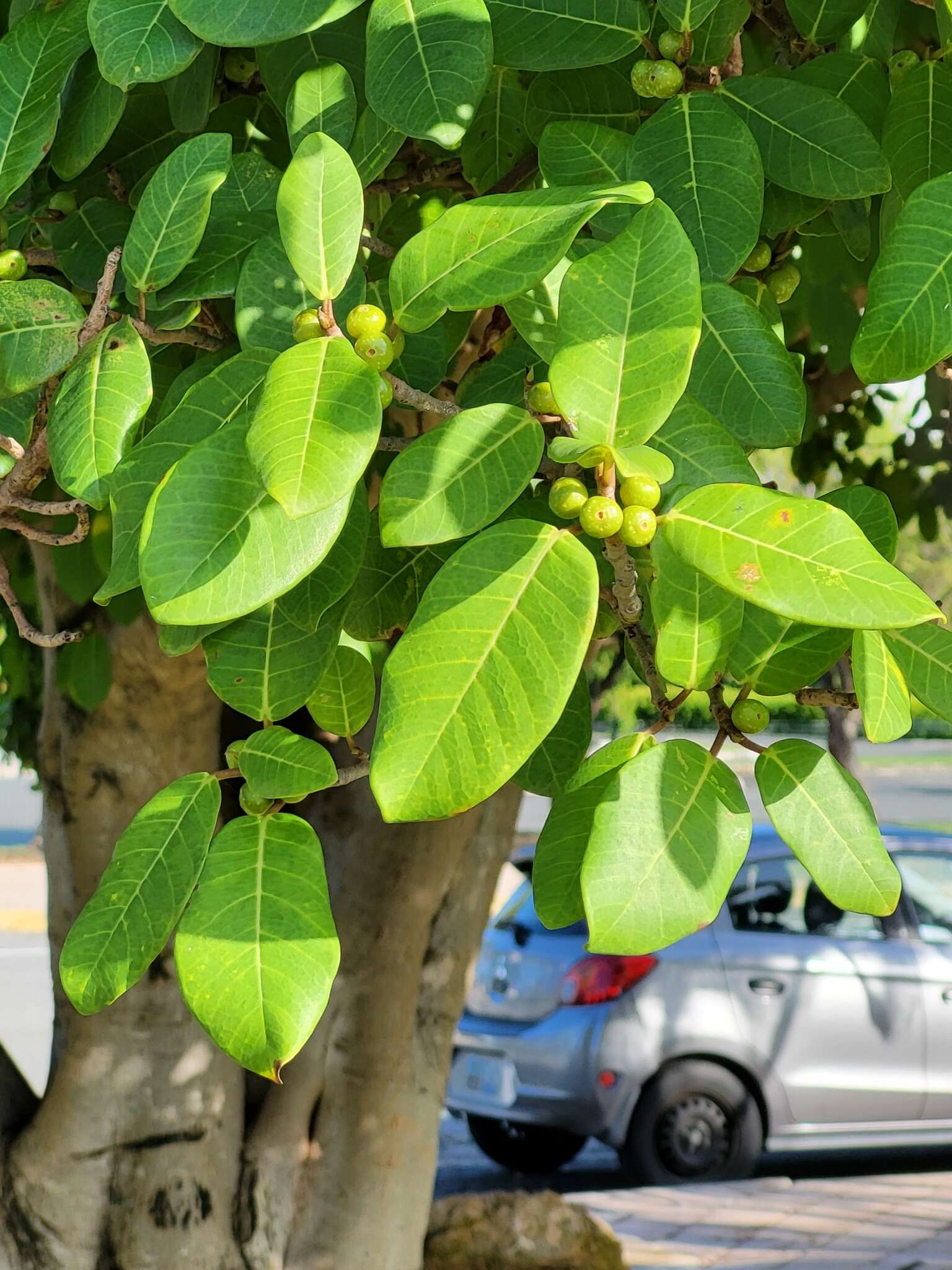 صورة Ficus trigonata L.