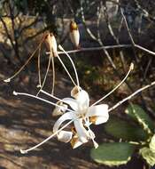 Image de Ceiba aesculifolia subsp. parvifolia (Rose) P. E. Gibbs & Semir