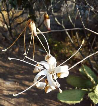 Image of Ceiba aesculifolia subsp. parvifolia (Rose) P. E. Gibbs & Semir