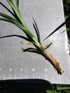 Image of Stinking Sedge