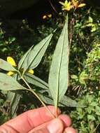 Image of Pale-Leaf Woodland Sunflower