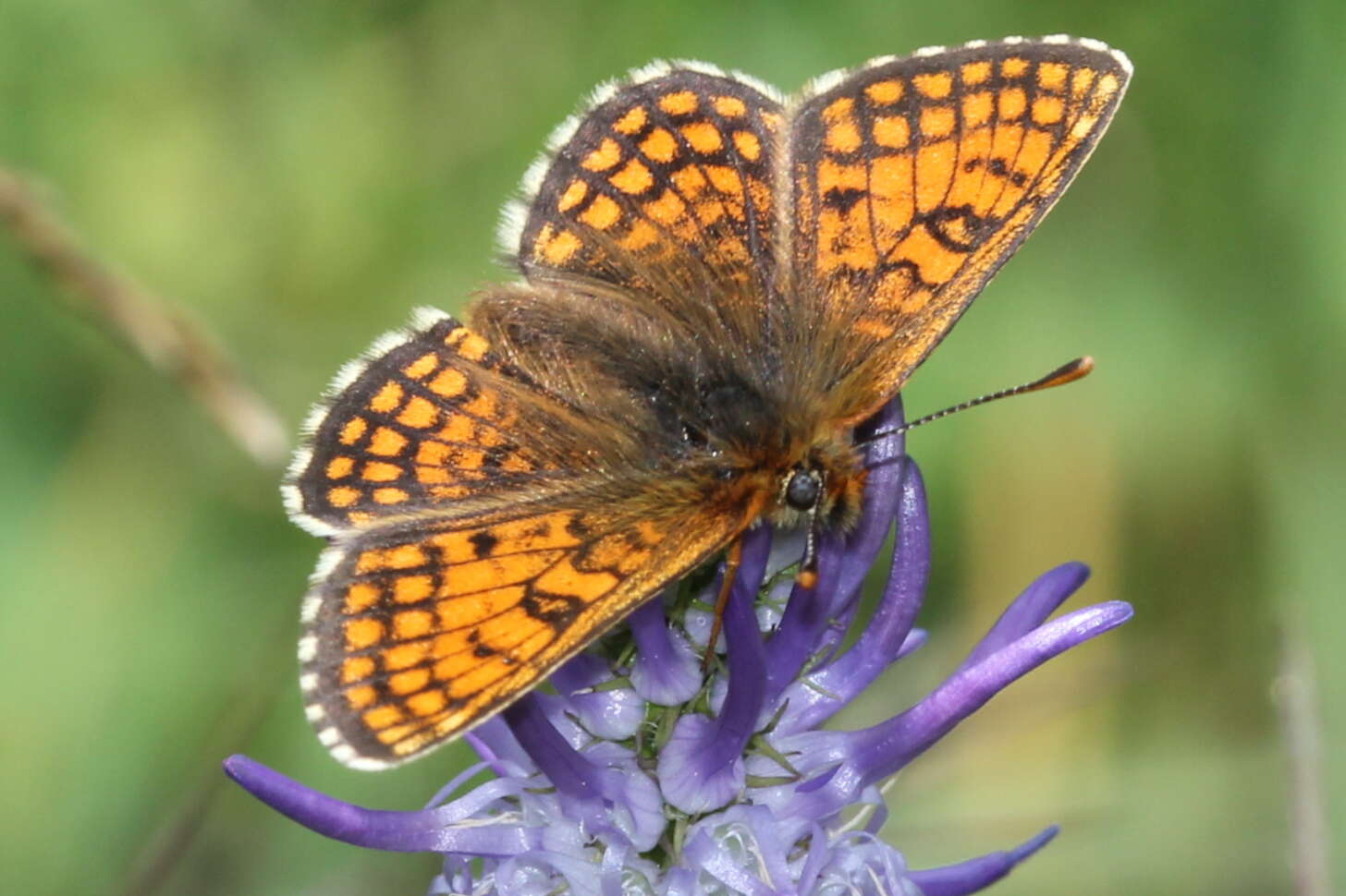 Imagem de Melitaea varia Meyer-Dür 1851