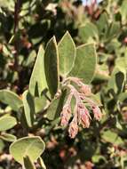 Imagem de Arctostaphylos glandulosa subsp. gabrielensis (P. V. Wells) J. E. Keeley, M. C. Vasey & V. T. Parker