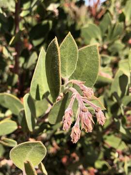 Image of San Gabriel manzanita