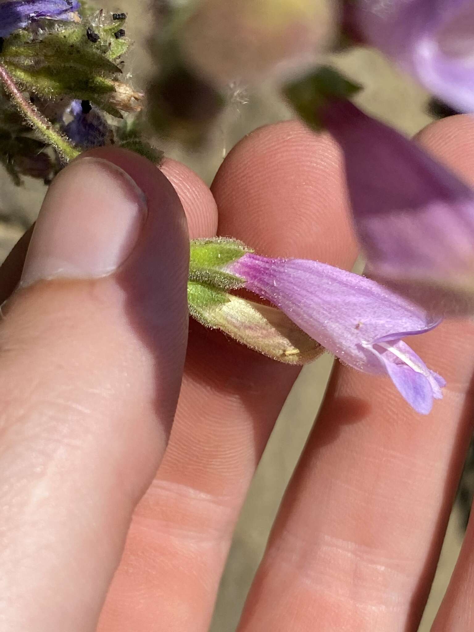 Image of cutleaf beardtongue