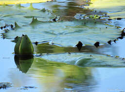 Imagem de Nymphaea rudgeana G. F. W. Mey.