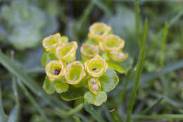 Chrysosplenium alternifolium var. sibiricum Ser.的圖片