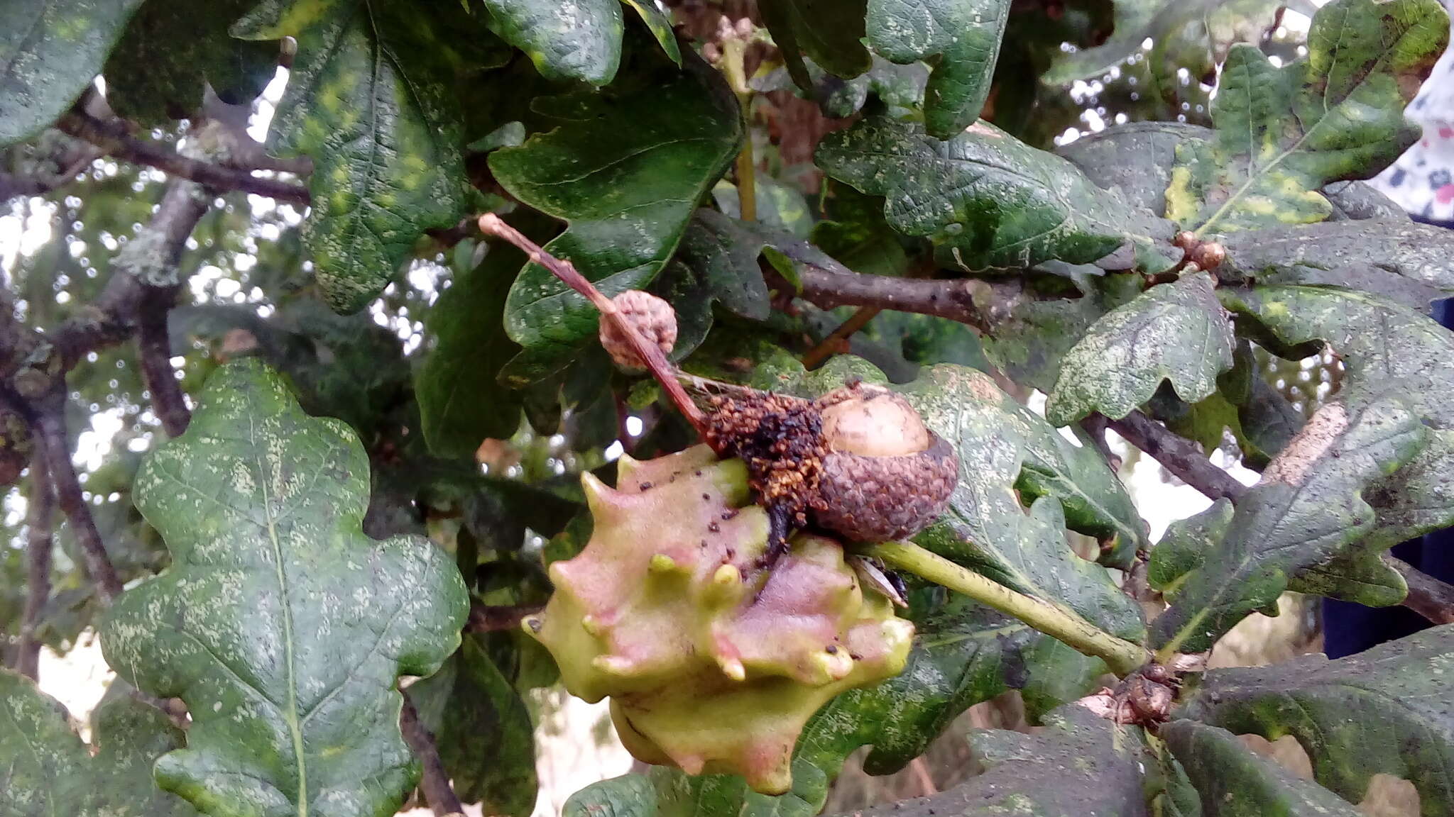 Image of Knopper gall wasp