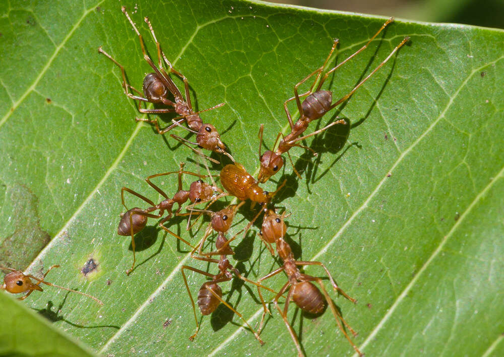 Слика од Oecophylla smaragdina (Fabricius 1775)