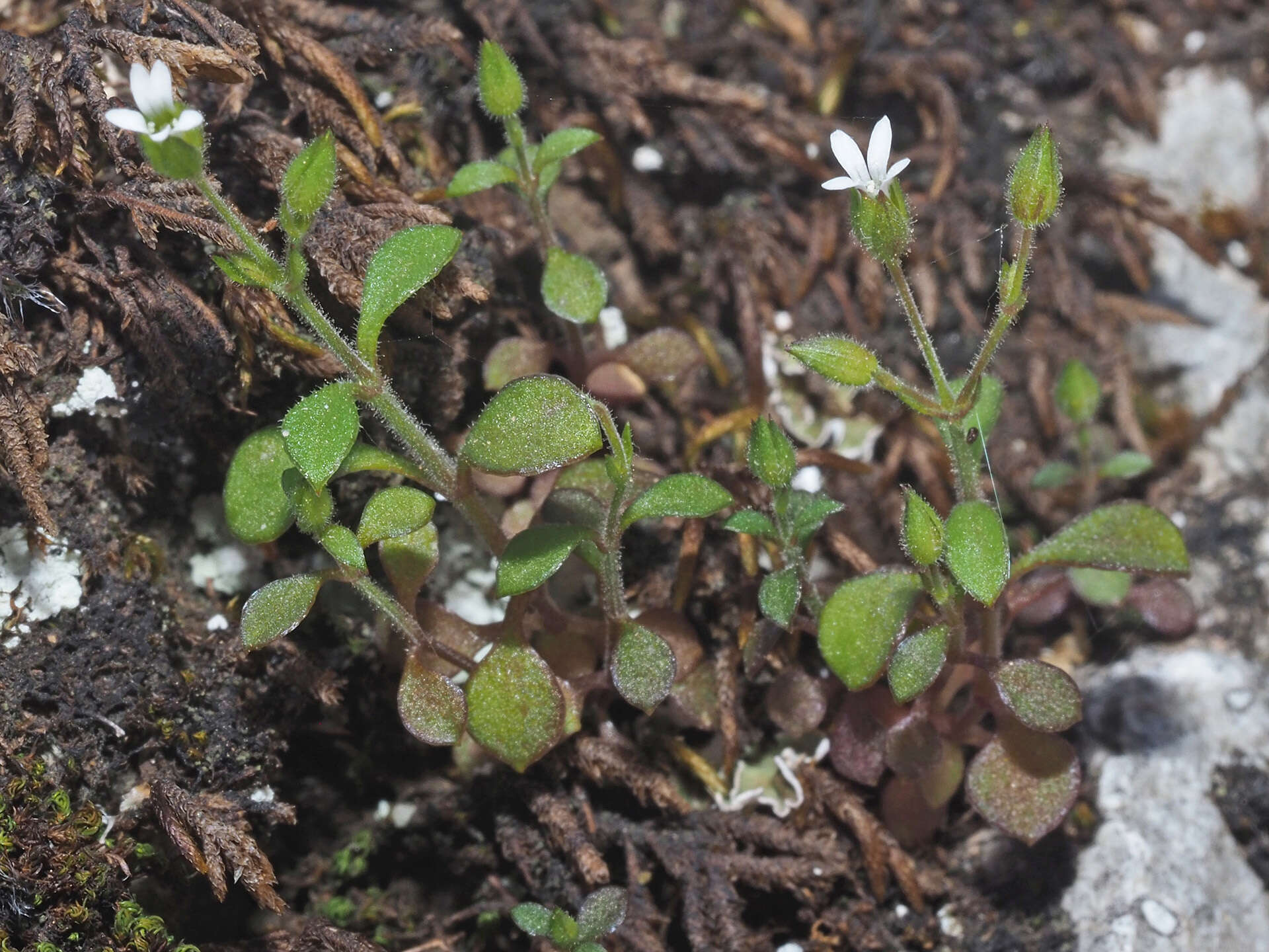 Image of Arenaria muralis (Link) Spreng.