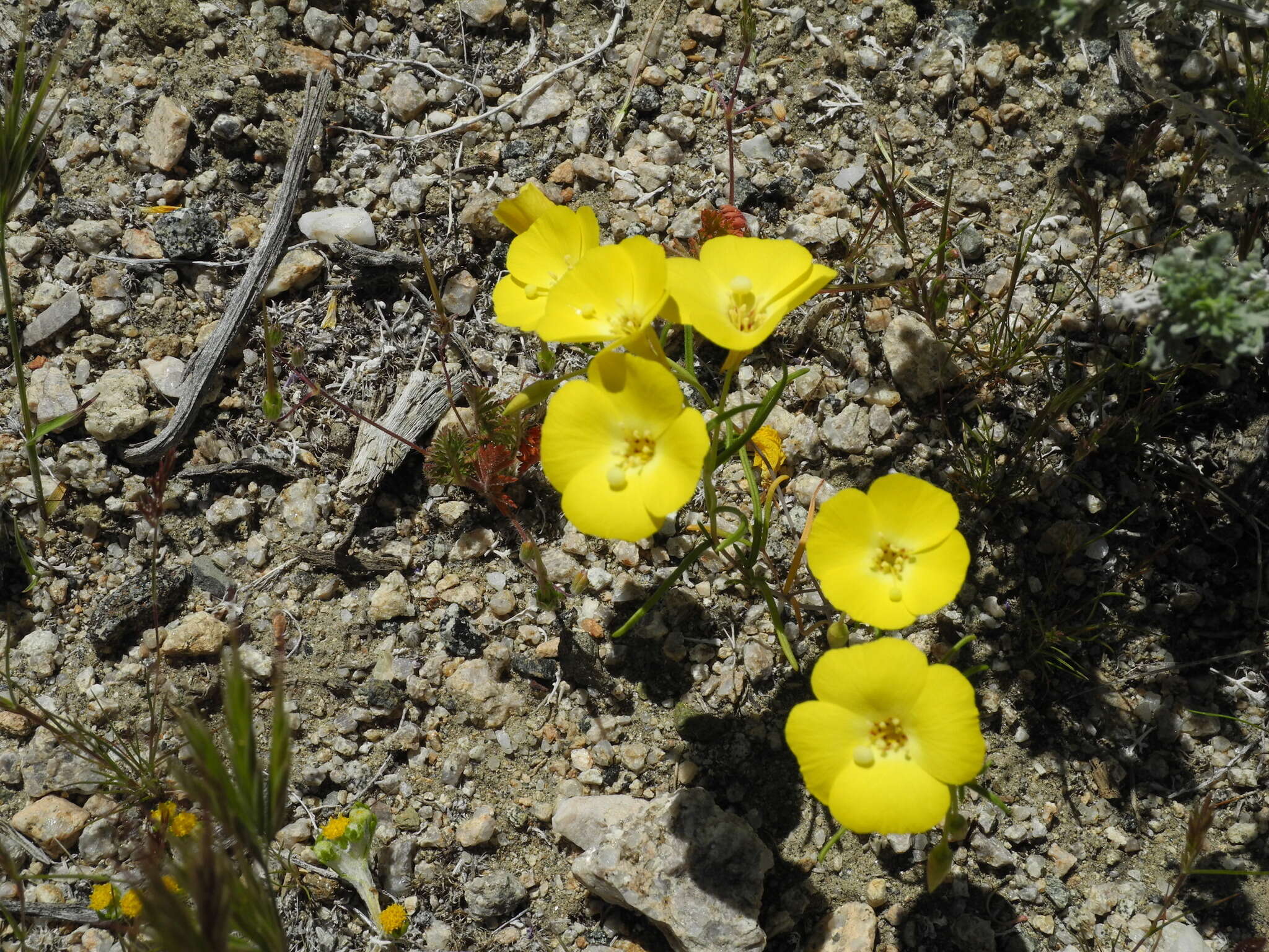 Imagem de Camissonia campestris (Greene) Raven