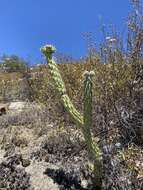 Image of Cylindropuntia californica var. rosarica (G. E. Linds.) Rebman