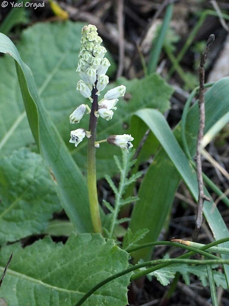 Image of Common Roman Squill