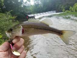 Image of Alabama bass