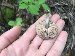 Image of Pluteus phaeocyanopus Minnis & Sundb. 2010