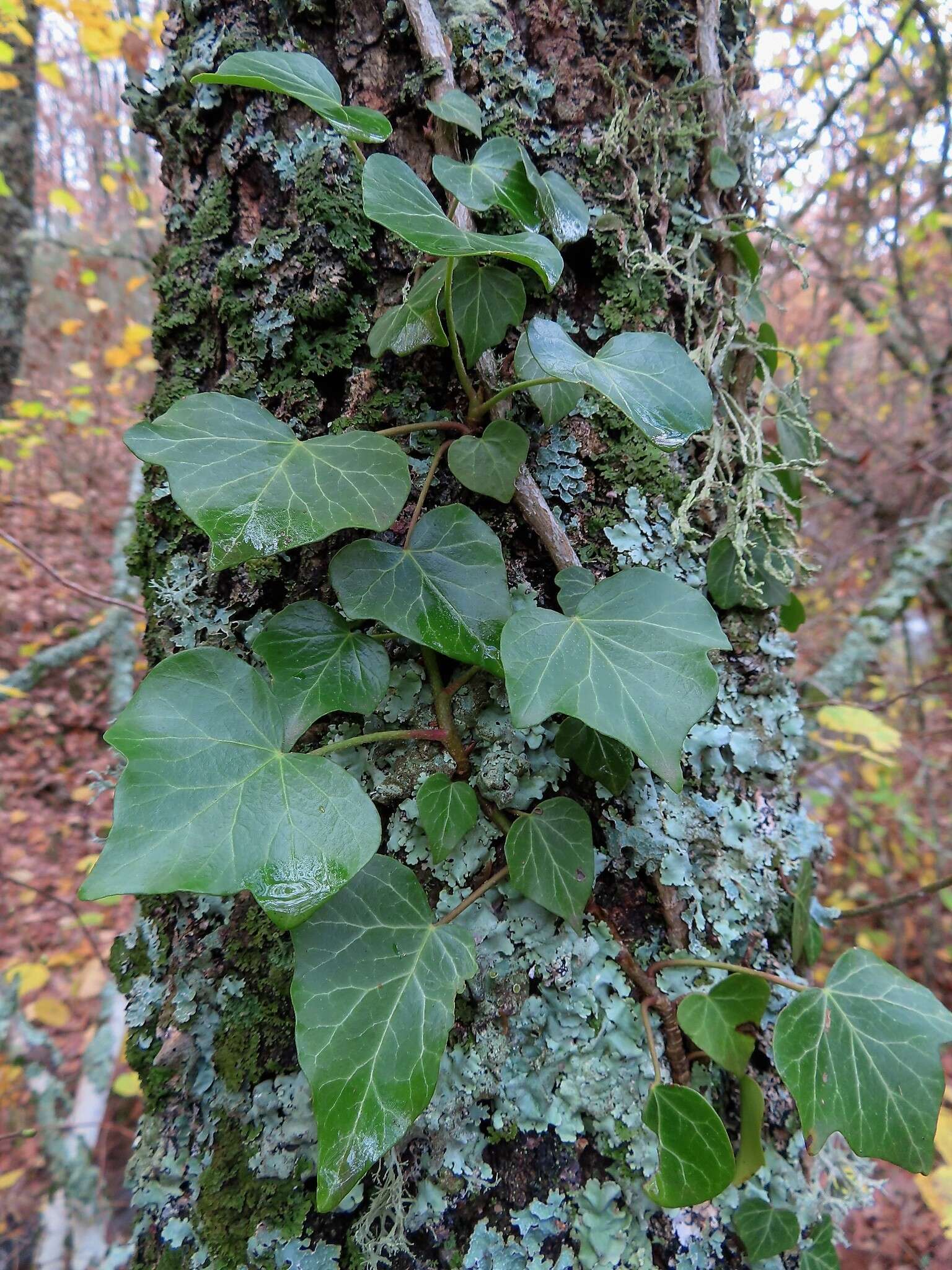 Imagem de Hedera helix f. helix