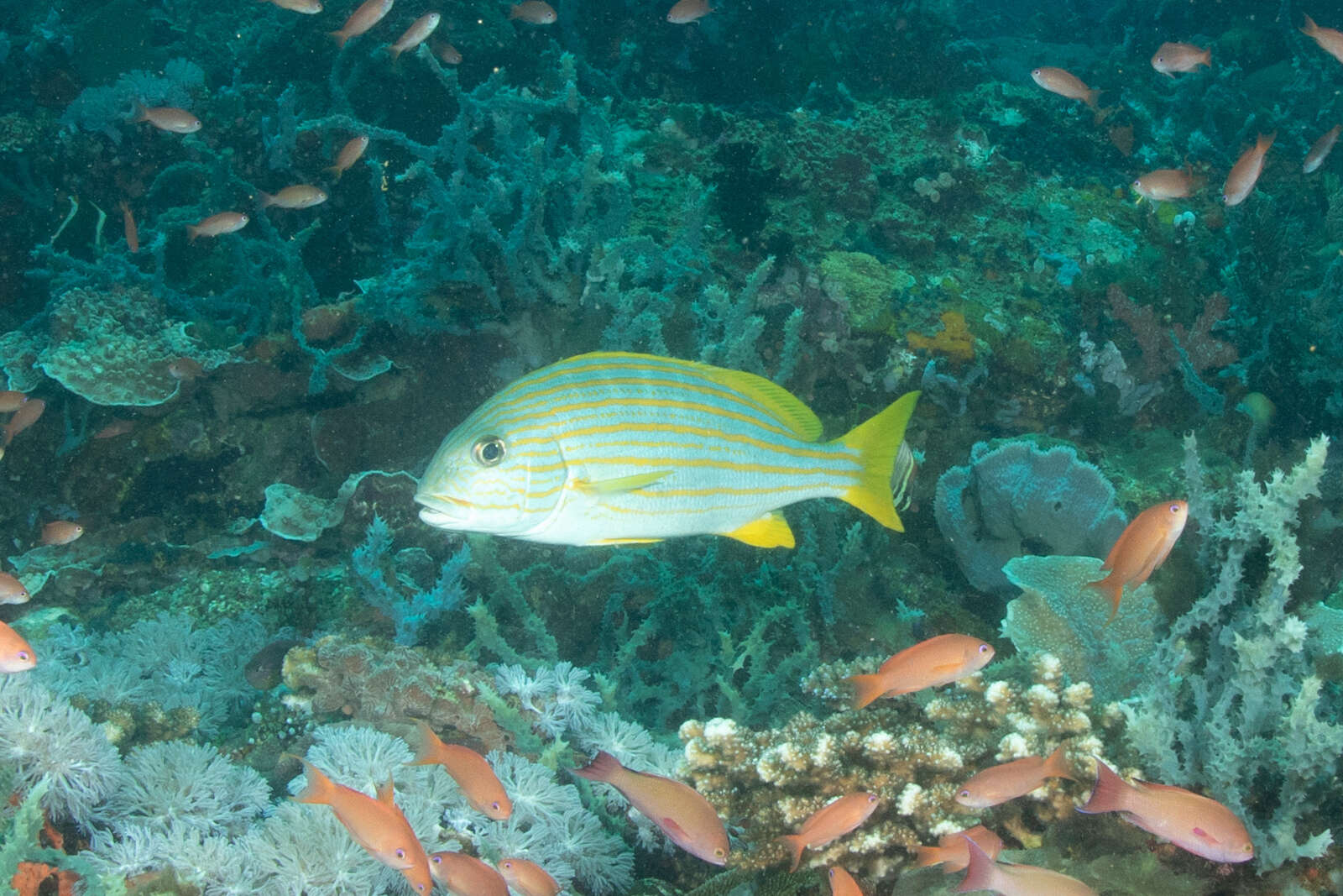 Sivun Plectorhinchus chrysotaenia (Bleeker 1855) kuva