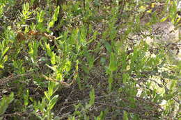 Image of Goodenia amplexans F. Müll.