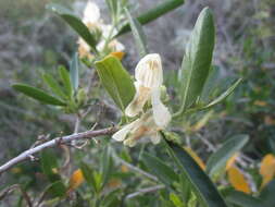 Image of Justicia hyssopifolia L.