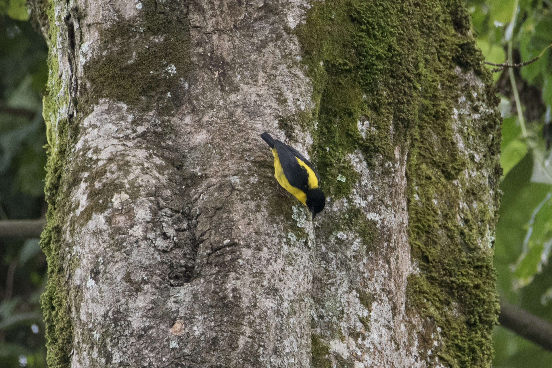 Image of Brown-capped Weaver