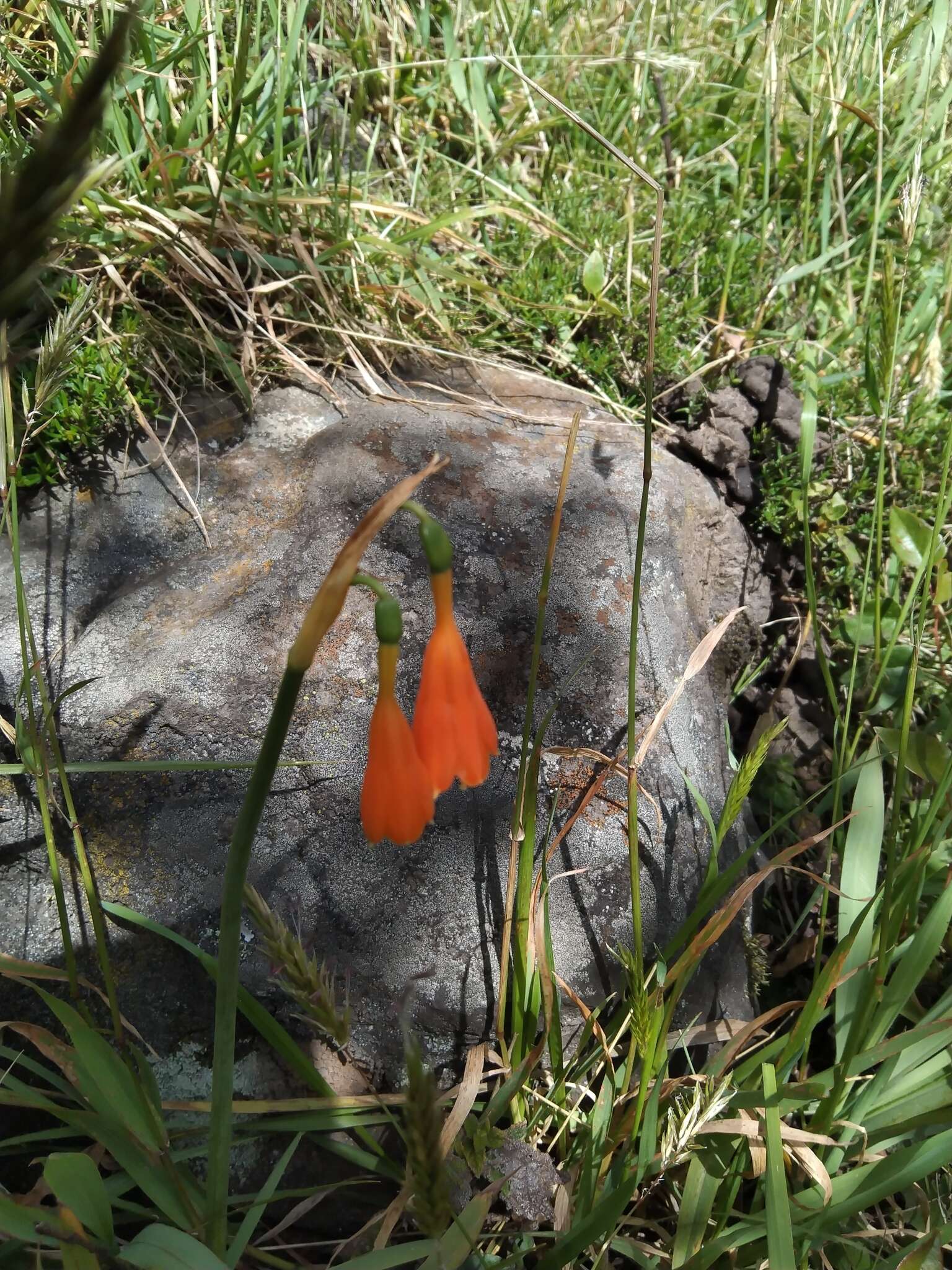 Image of Stenomesson aurantiacum (Kunth) Herb.