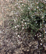 Image of Baby's breath