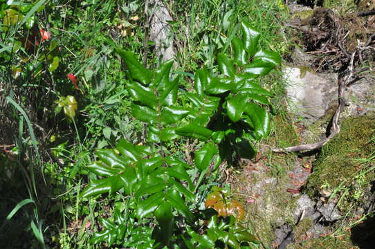 Image of Hollyleaved barberry