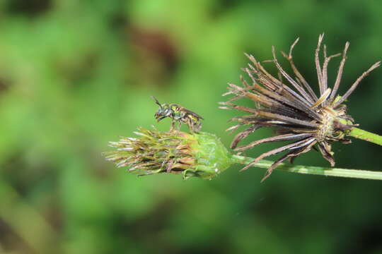 Augochlora aurifera Cockerell 1897的圖片