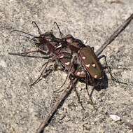 Image of Cicindela (Cicindela) maroccana pseudomaroccana Roeschke 1891