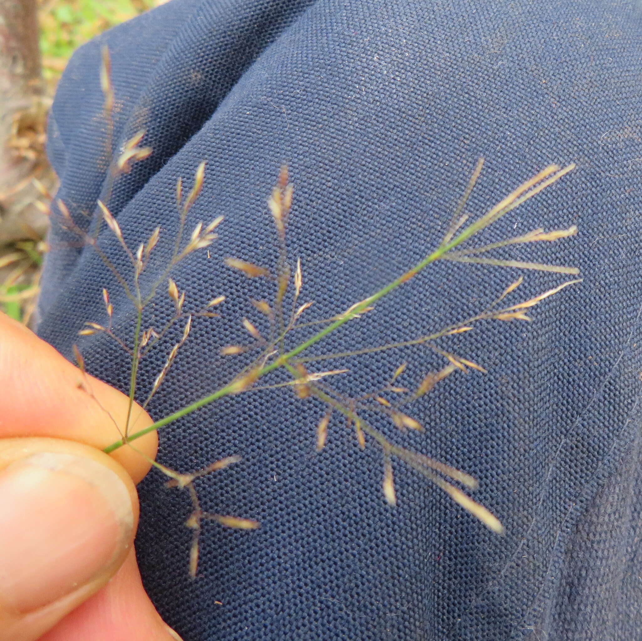 Image of Colonial bent(grass)