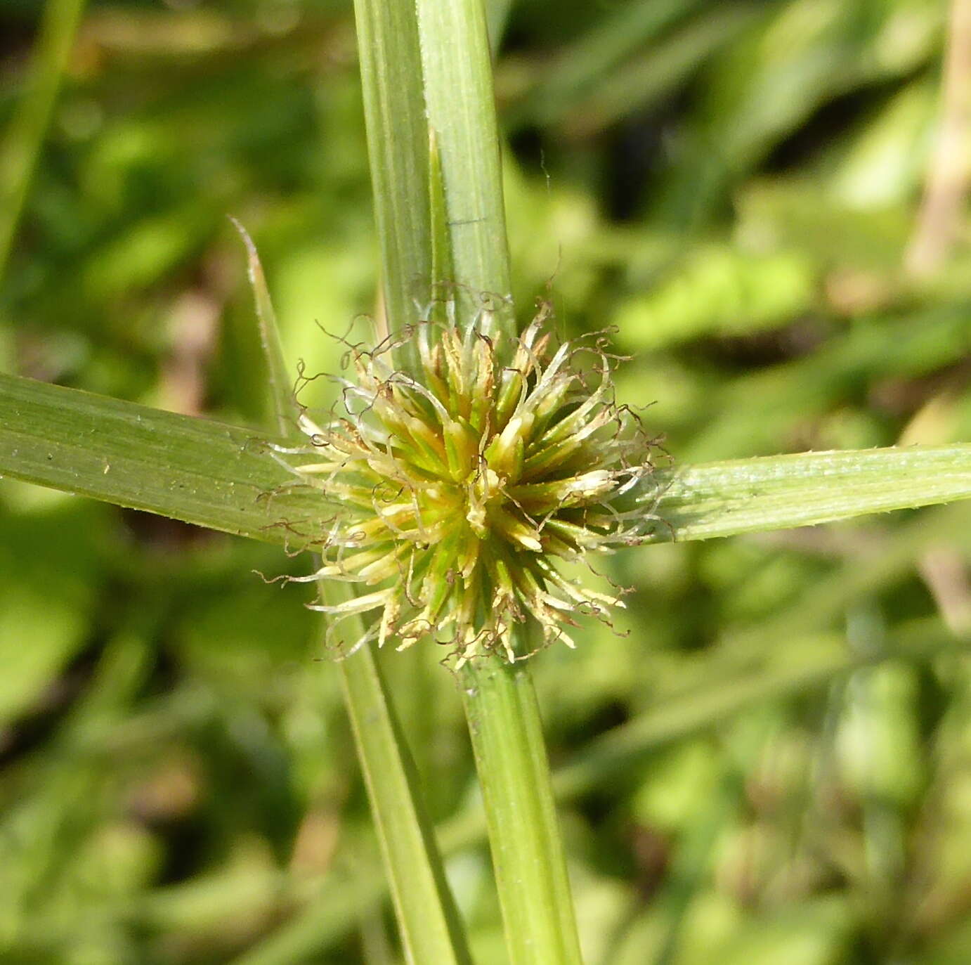 صورة Cyperus erectus (Schumach.) Mattf. & Kük.