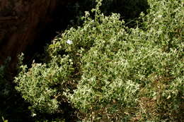 Image of Barleria heterotricha Lindau