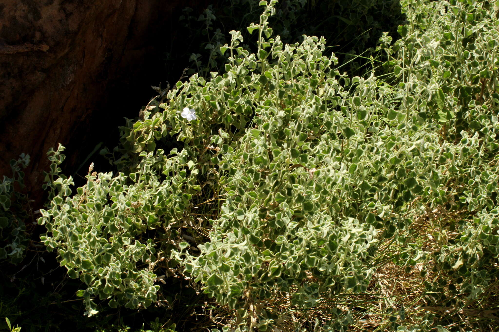 Image of Barleria heterotricha Lindau