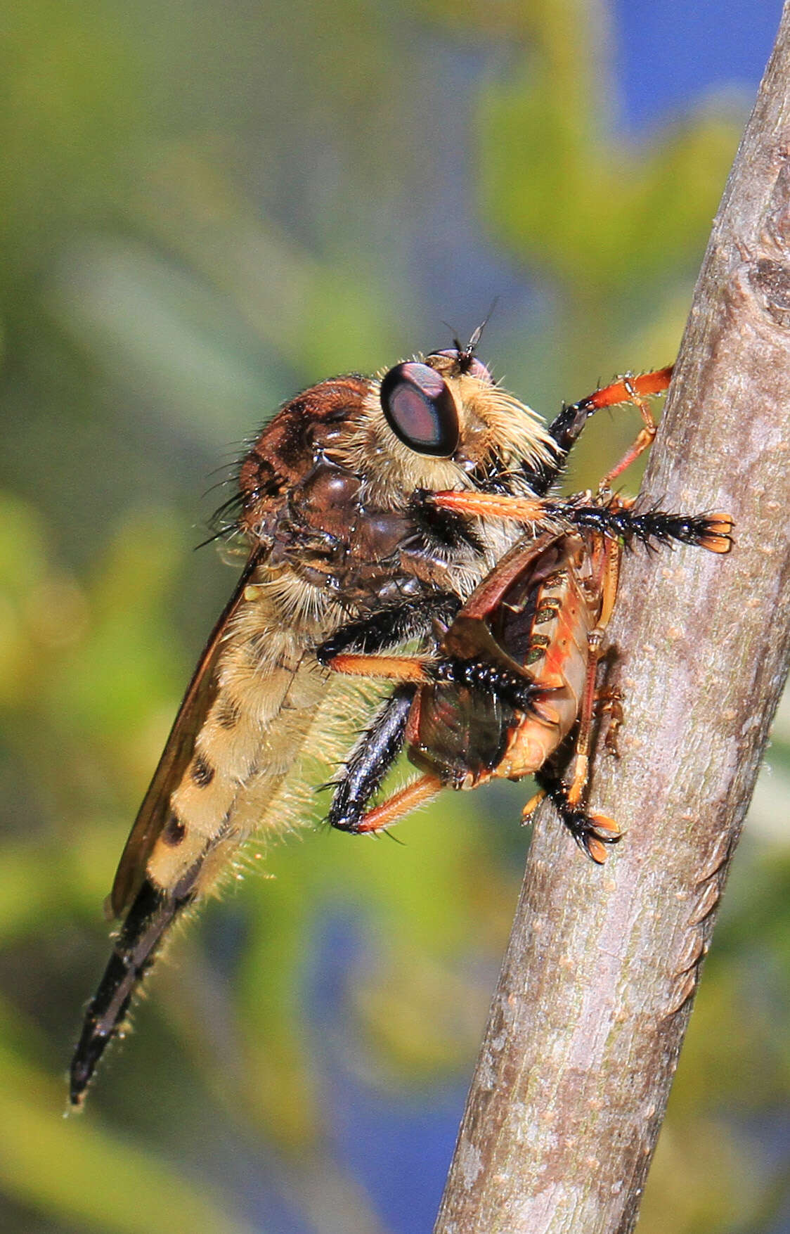 Image of Red-footed Cannibalfly