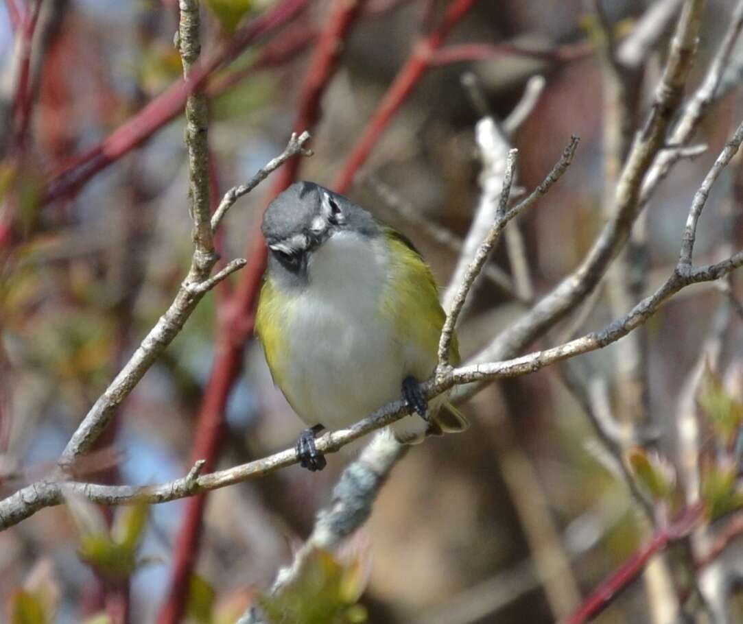 Image of Blue-headed Vireo