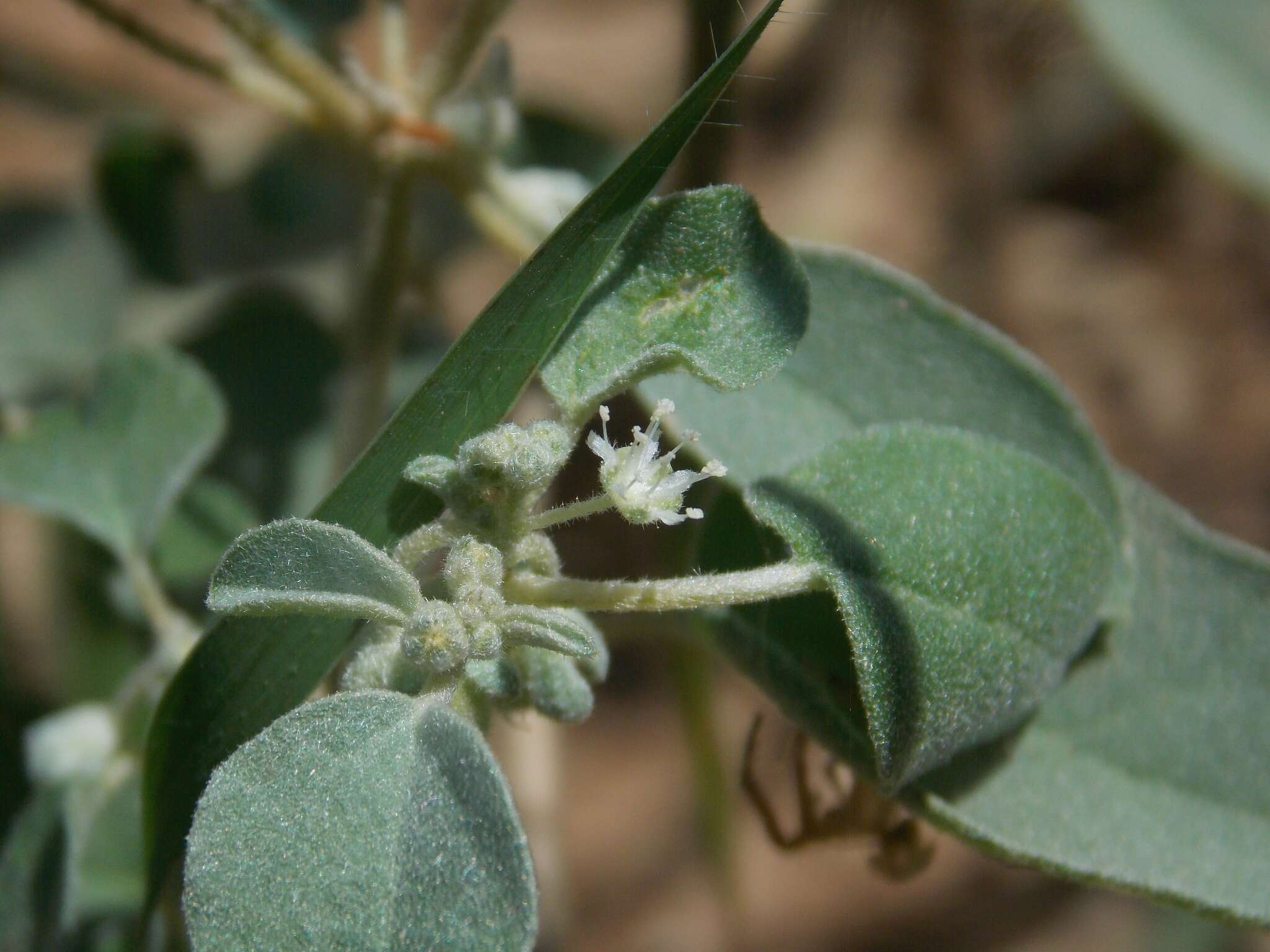 Image of threeseed croton