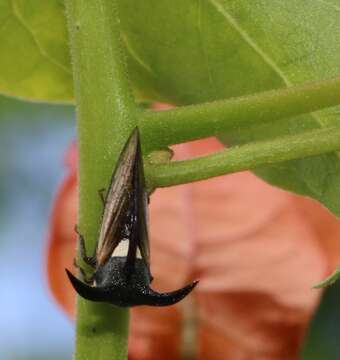 Image of Leptocentrus taurus Fabricius