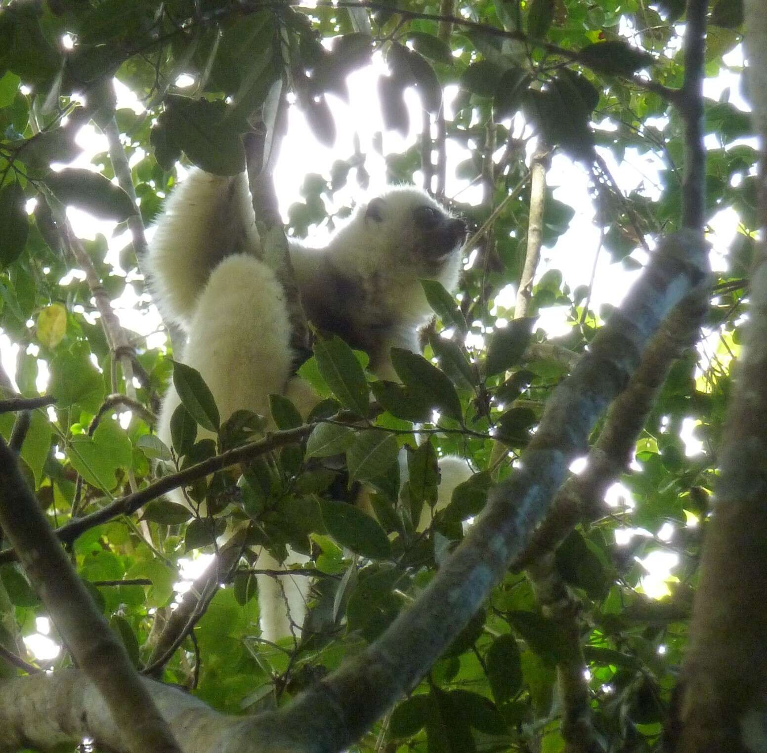 Image of Silky Sifaka