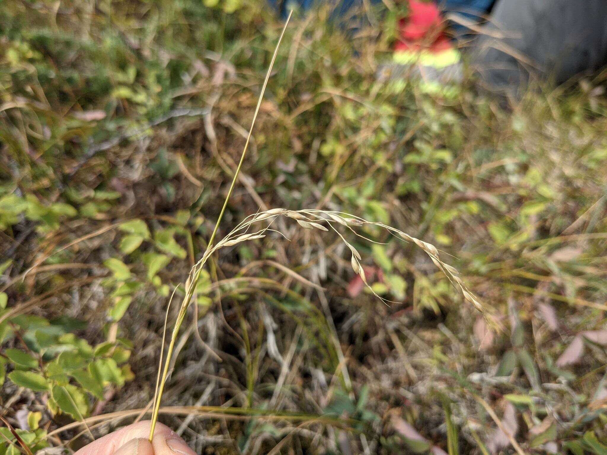 Image of Canadian ricegrass