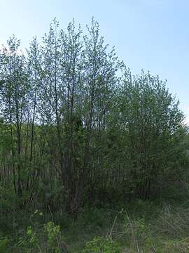 Imagem de Alnus incana subsp. rugosa (Du Roi) R. T. Clausen