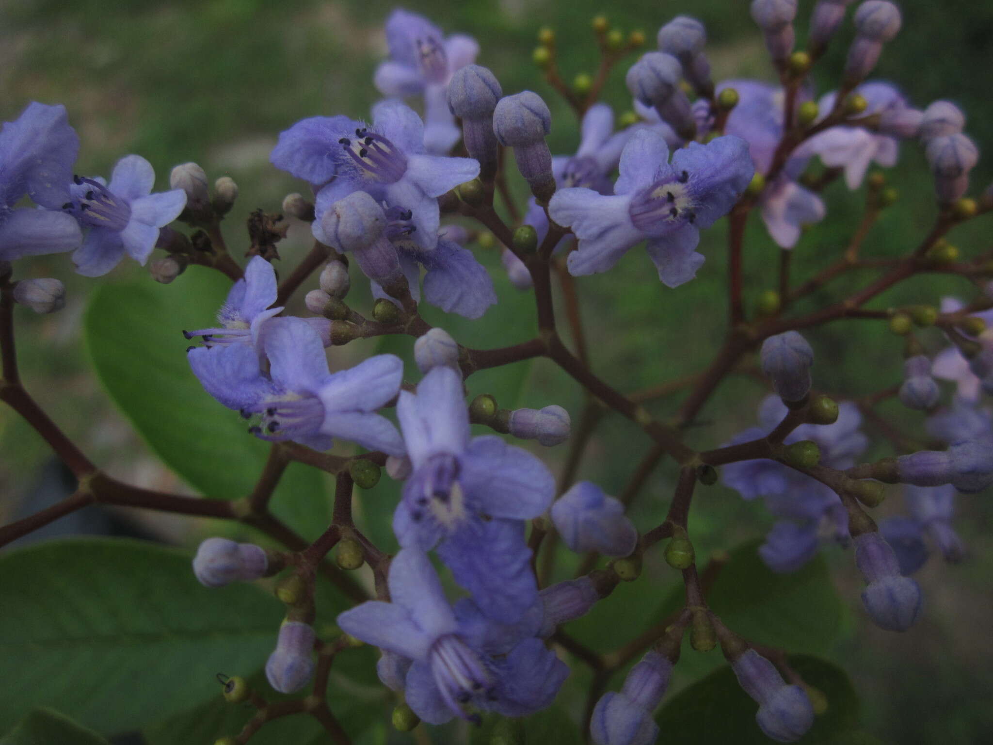 Image of Vitex orinocensis Kunth