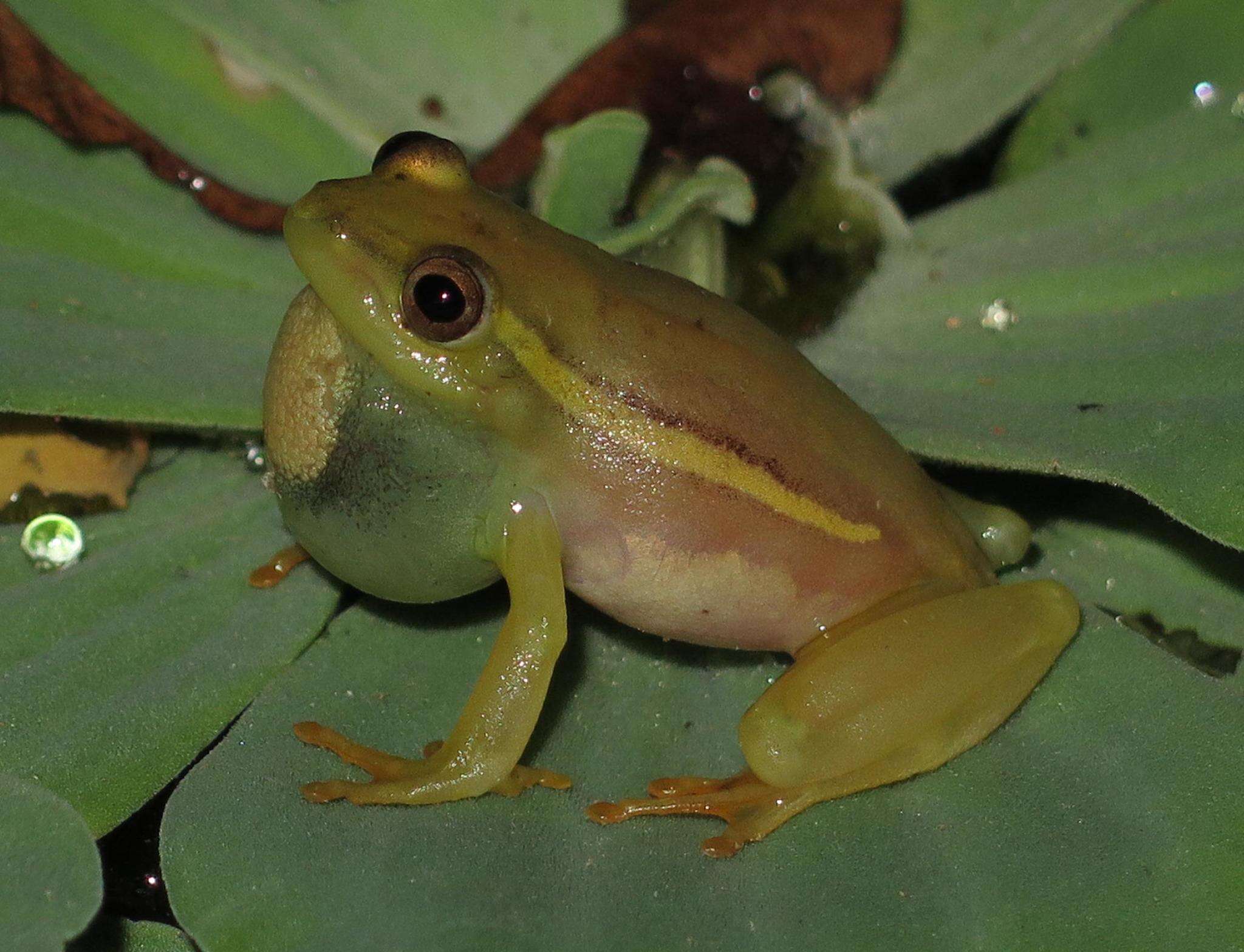 Image of Argus Reed Frog