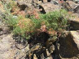 Image of Slickrock biscuitroot