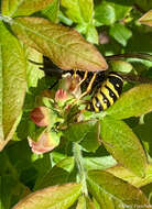 Image of Forest Yellowjacket