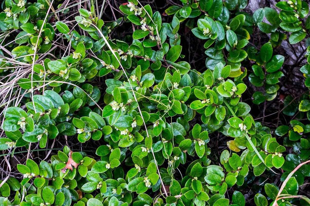 Image of Diospyros scabrida (Harv. ex Hiern) De Winter