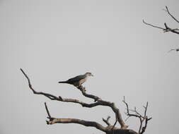 Imagem de pombo imperial verde