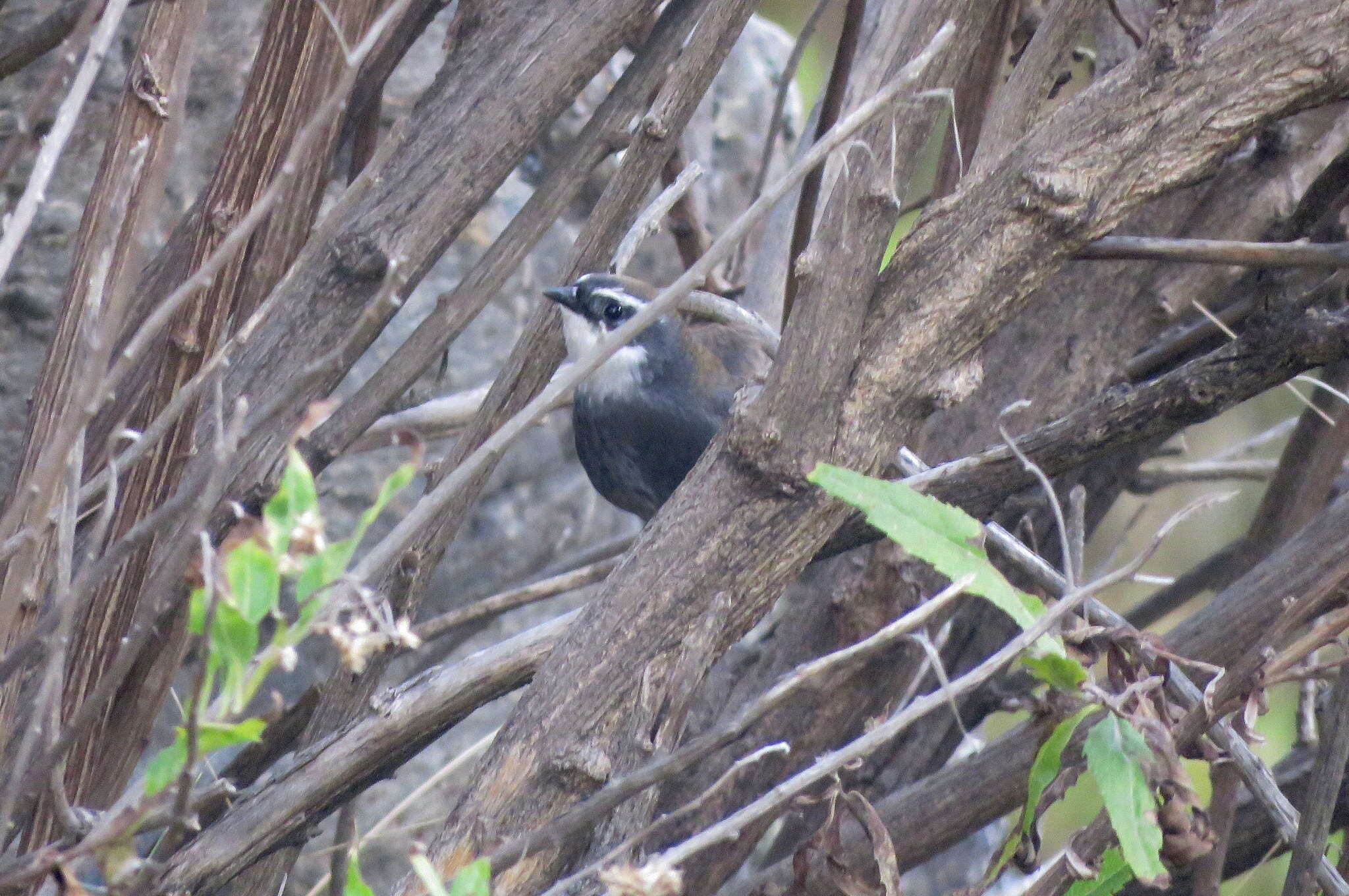 Image of White-browed Tapaculo