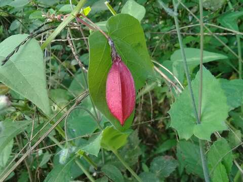 Image de Passiflora cisnana Harms