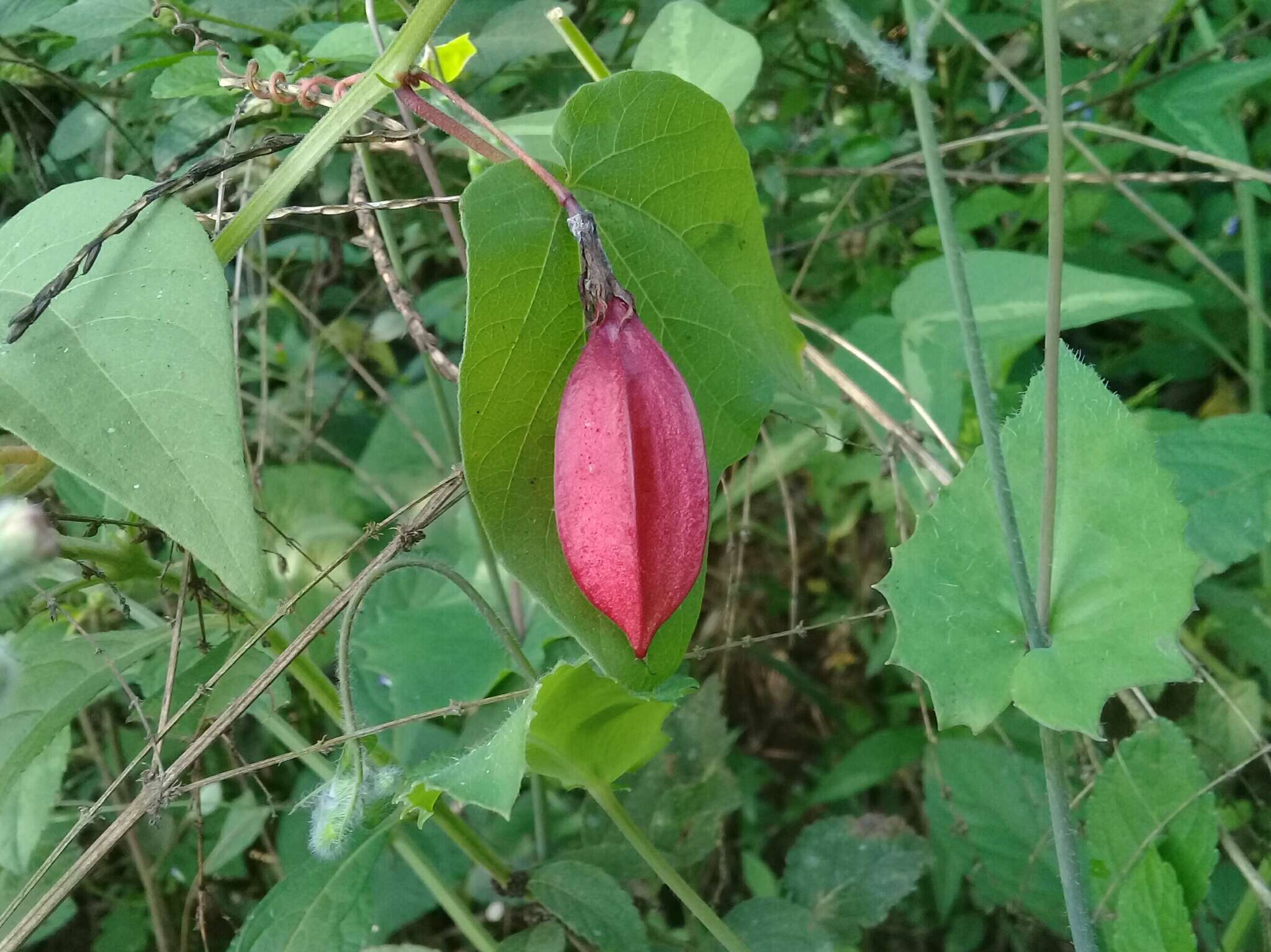 Image of Passiflora cisnana Harms