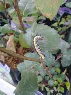 Image of Radcliffe's Dagger-moth